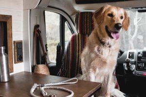 consejos-para-viajar-en-autocaravana-con-perro-valcaravan